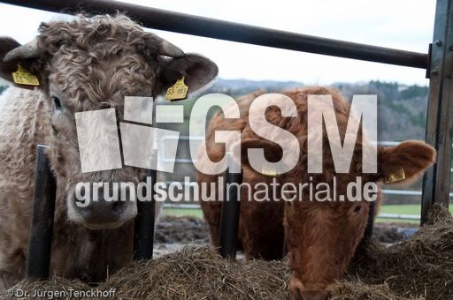 Hausrind (169 von 174).jpg